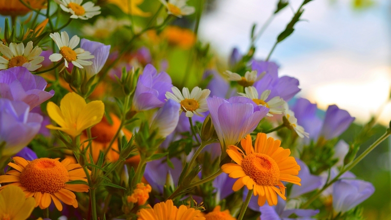 flowers, petals, colourful, bouquet