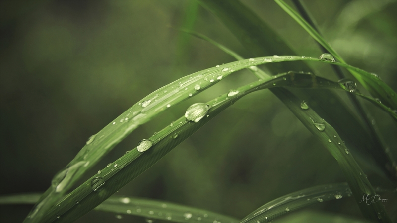 green, grass, sumer, rain drops, spring, dew drops, firefox persona theme, leaf
