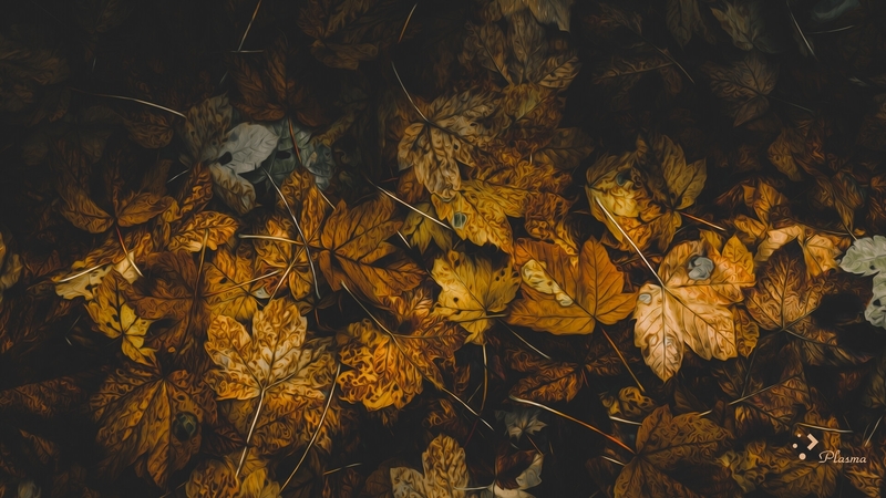 autumn, orange, charlie henson, leaf, toamna