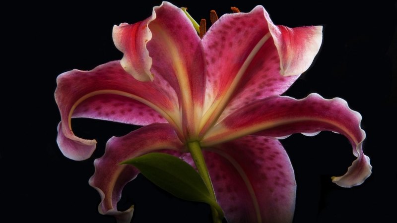 lily, flowers, nature, pink