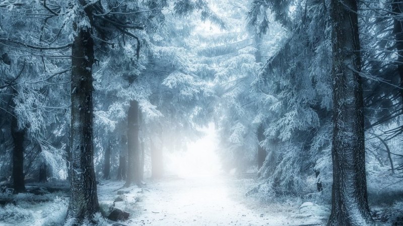 forest, snow, path, nature, trees, fog, winter, mist