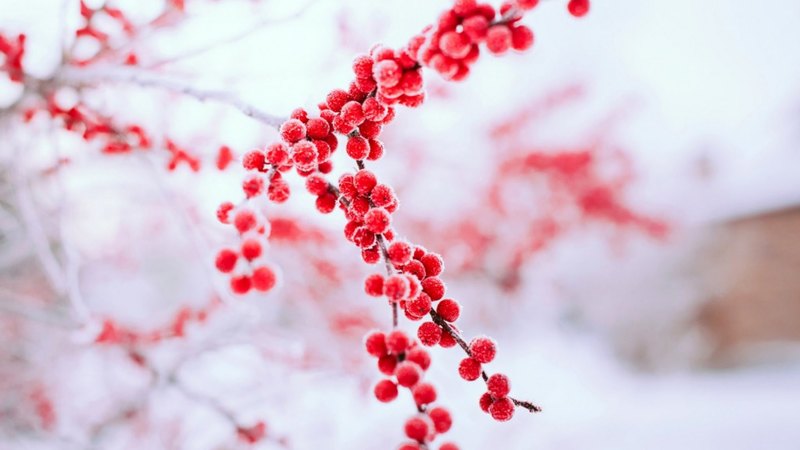 tree, splendor, nature, winter time, frosen, winter, cold