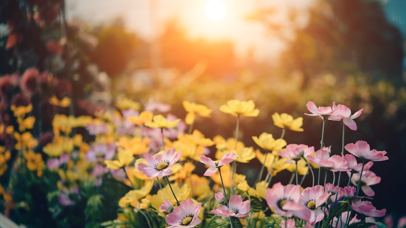 flowers, nature, spring, meadow