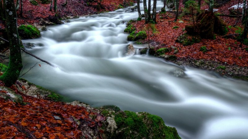 leaves, autumn, nature, river