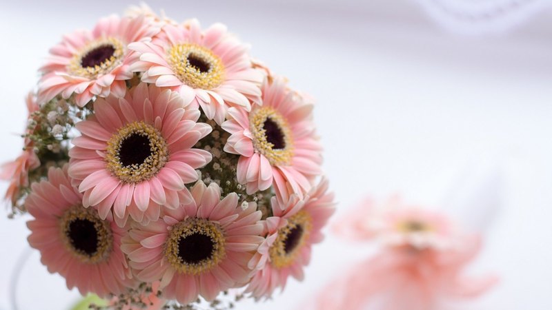 flowers, nature, bouquet, pink