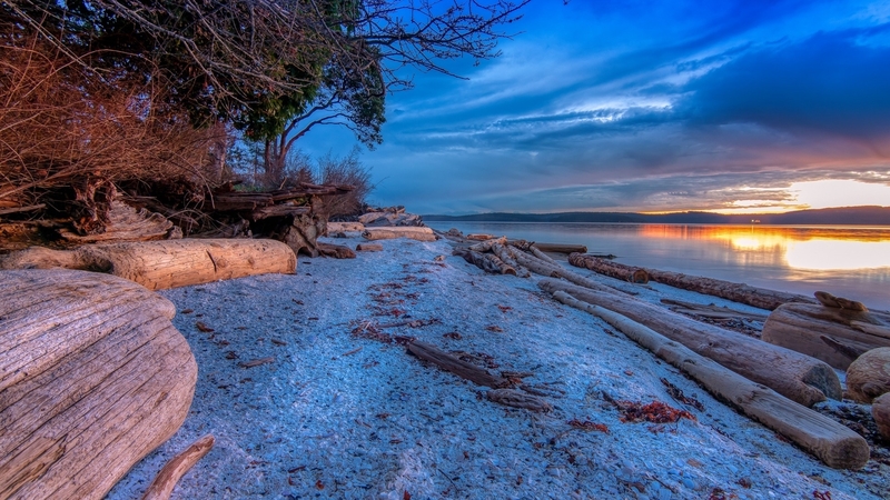 beach, shore, riverside, nature, river, trees, sky