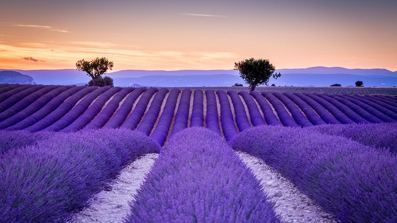 tree, purple, flower, lavender, field, blue