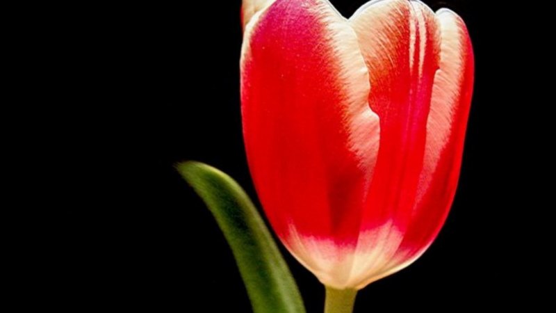 flower, nature, red light, tulip