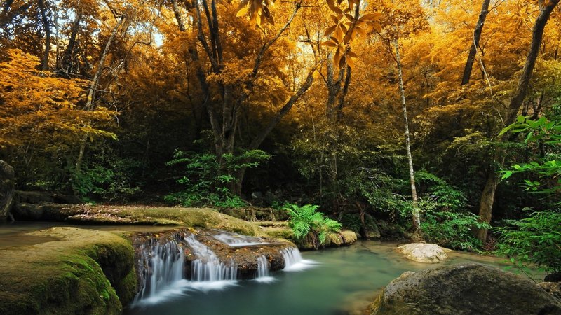 stream, forest, cascade, falls