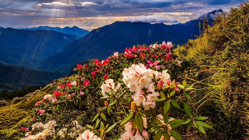 hills, lovely, view, beautiful, sky, clouds, valley, mountain, rays, wildflowers, landscape