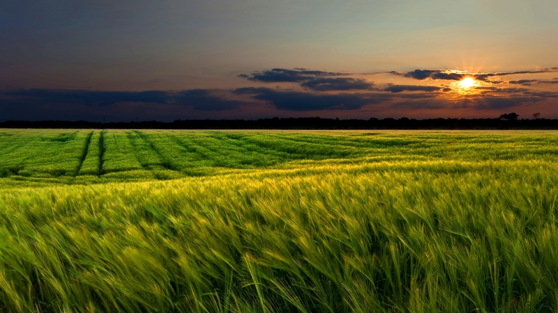 clouds, blue, grain, sun, orange, wheat, yellow, sunset, green, windy, blowing, landscape, field, 1920x1200