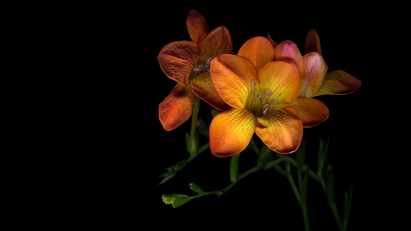 flower, beautiful, two, orange