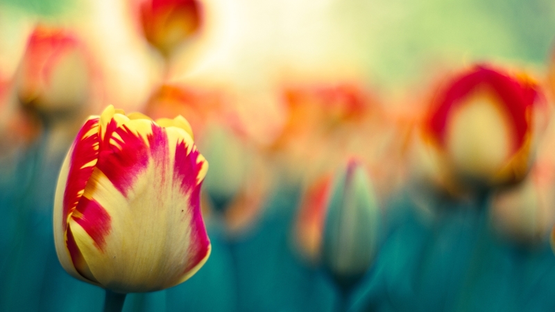 flower, garden, nature, tulip