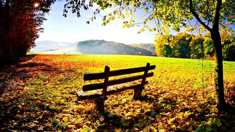 autumn, lovely, seat, relax, bench, sunny, beautiful, trees, sky, clouds, mist, leaves, nice, rays, nature, branches