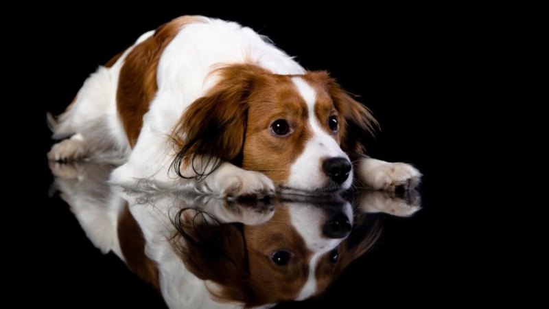 pretty, lovely, beautiful, animal, sweet, cute, puppys, animals, dogs, puppy, dog