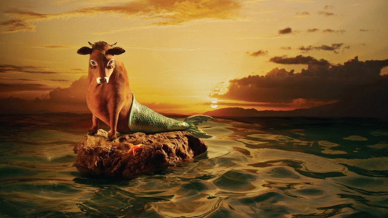 fantasy, add, cow, mermaid, commercial, funny, sea