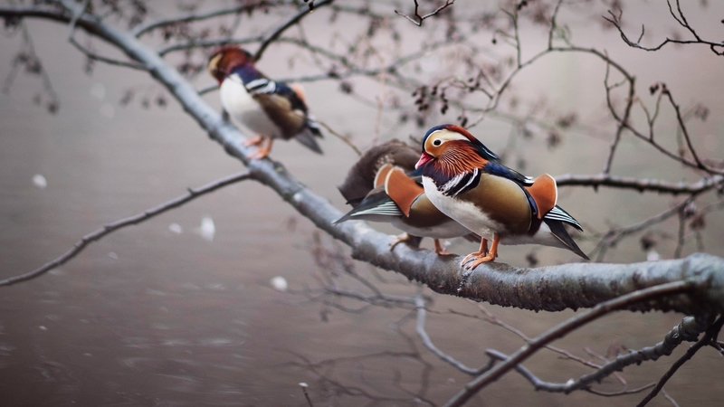 pasari, water, mandarin duck, lake, bird