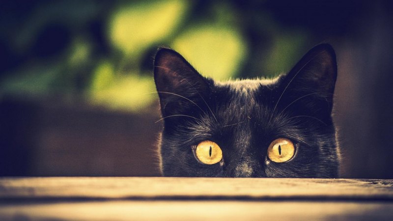 pretty, lovely, kitty, beautiful, cat, sleeping, cat face, hat, cute, paws, face, kitten, cats, animals