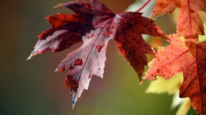 red, autumn, orange, leave, yellow