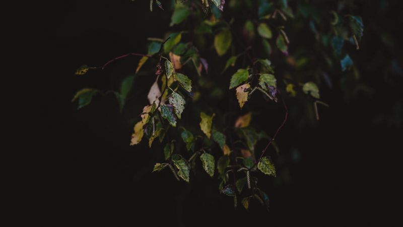 leaves, autumn, dark, branches, 4k