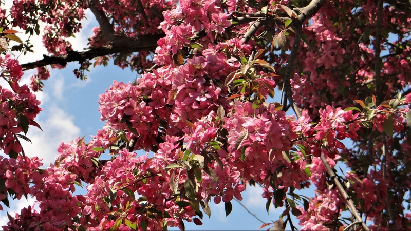 flowers, trees, lilacs, pink