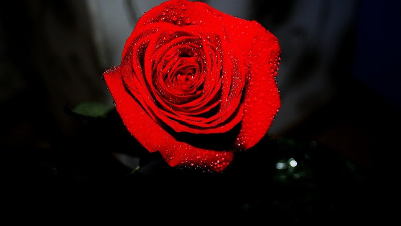 beauty, flowers, nature, rose