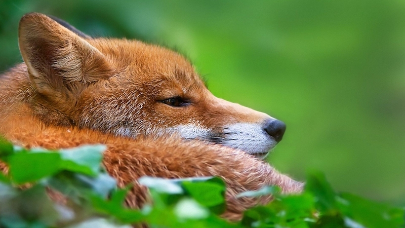 vulpe, green, fox, orange, animal