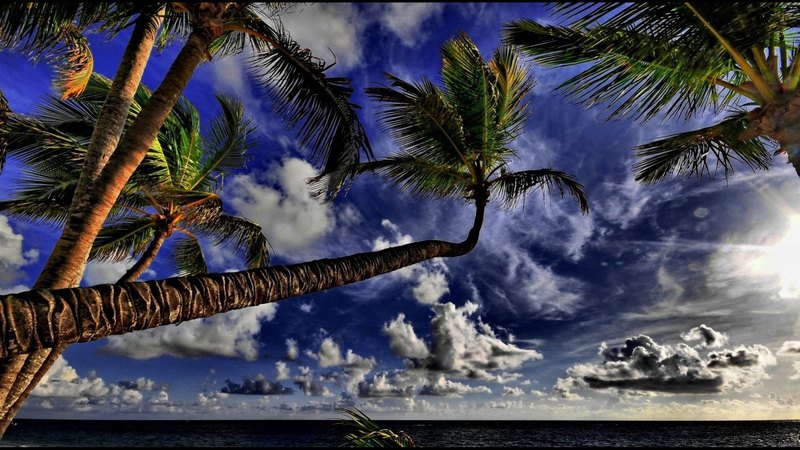 sky, clouds, sea, palms
