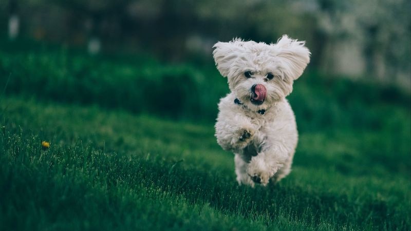 bichon frise, dog, running, grass, 4k
