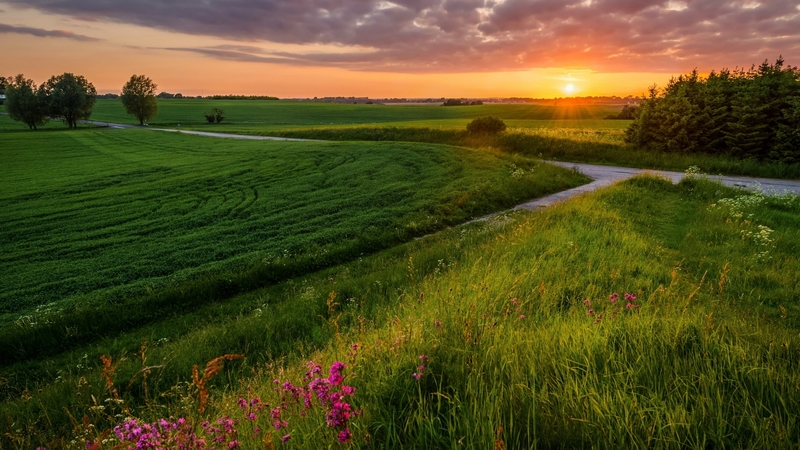 sunset, nature, country, field