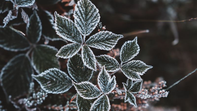 leaves, hoarfrost, snow, autumn, carved, 4k