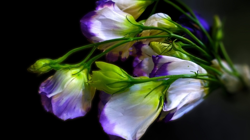 bouquet, macro, flowers, petals, nature, white