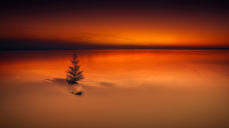 tree, orange color, snow, winter