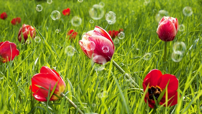 red, tulpi, vara, bubble, grass, green, summer, flower, spring