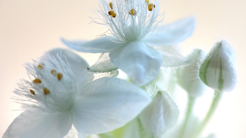macro, tradescantia, spiderworts, bloom, flowers, plant, spiderwort, blossom