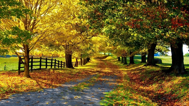 fall, trees, autumn, colourful