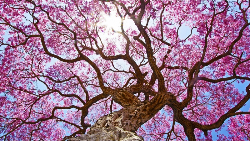 sakura, tree, blossom, texture, flower, spring, pink