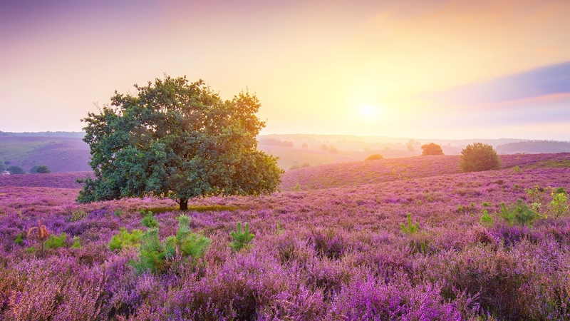 pretty, beautiful, spring, sky, mist, tree, wildflowers, morning, meadow
