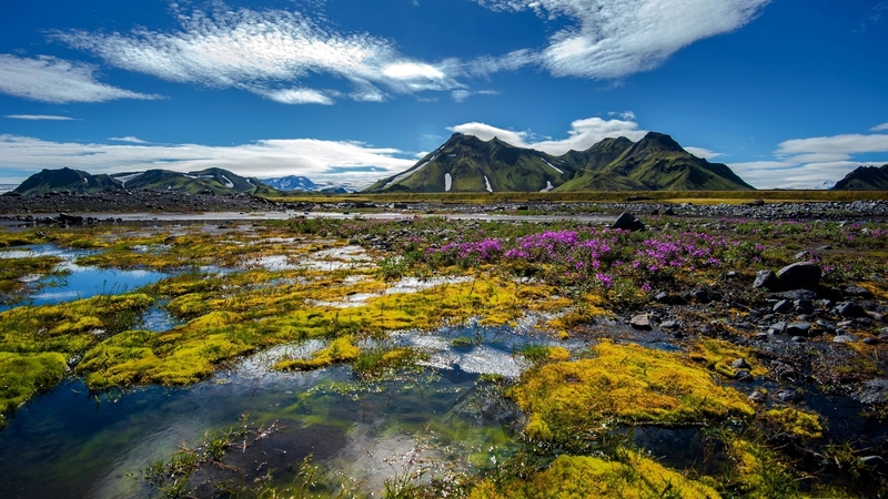 mountain, cool, flowers, nature, fun, lake