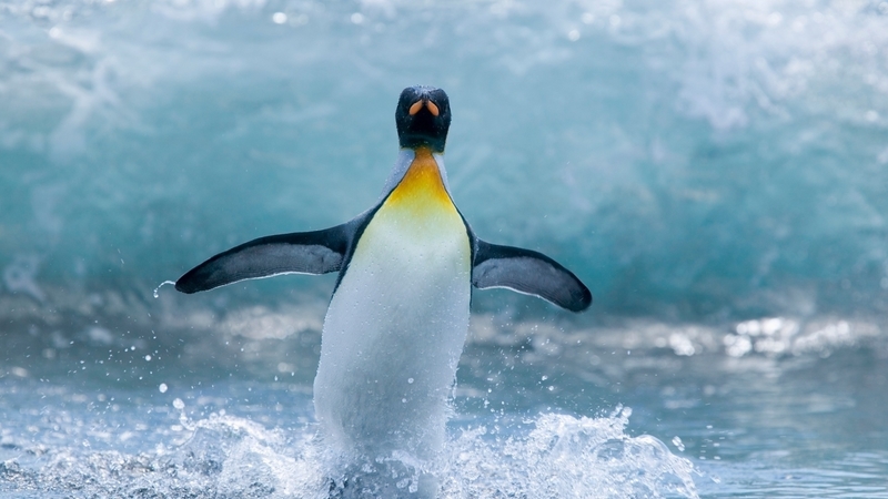 bird, wave, ocean, penguin