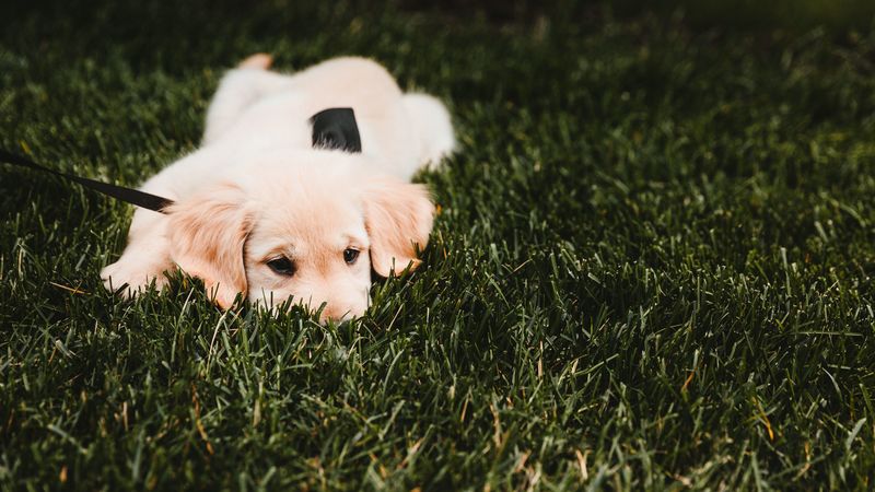golden retriever, puppy, dog, grass, lies, 4k