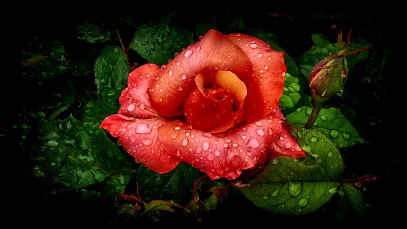 photo, romance, rose, beautiful, floral, photography, love, wide screen, flower, beauty