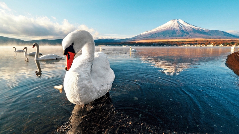 water, bird, snow, pasari, white, blue, lake, lebada, swan, mountain