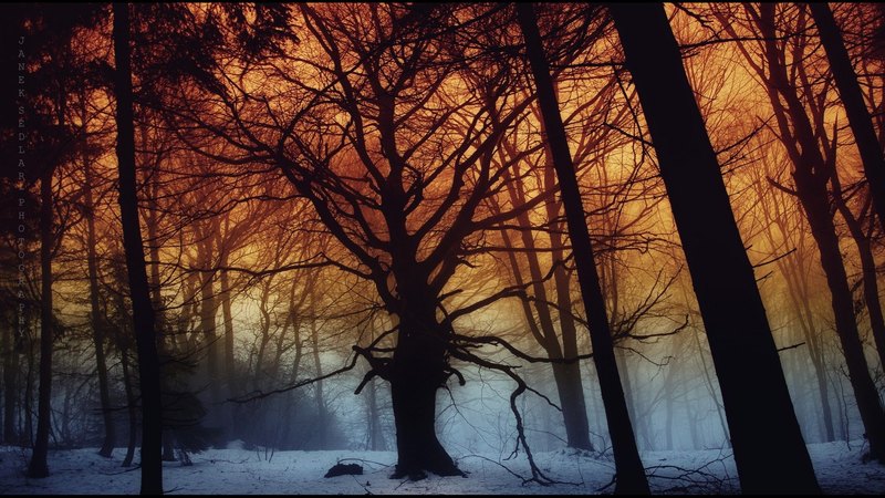forest, trunks, winter, fog