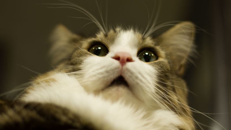 cat, muzzle, fluffy, fur, eyes, 4k