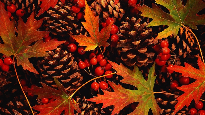 fall, photo, autumn, nature