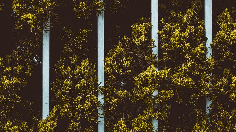plant, leaves, fence, green, 4k