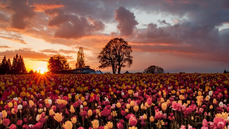 farm, flowers, sunset, fields