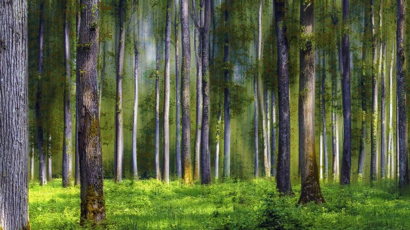 forest, weeds, trunck, mist