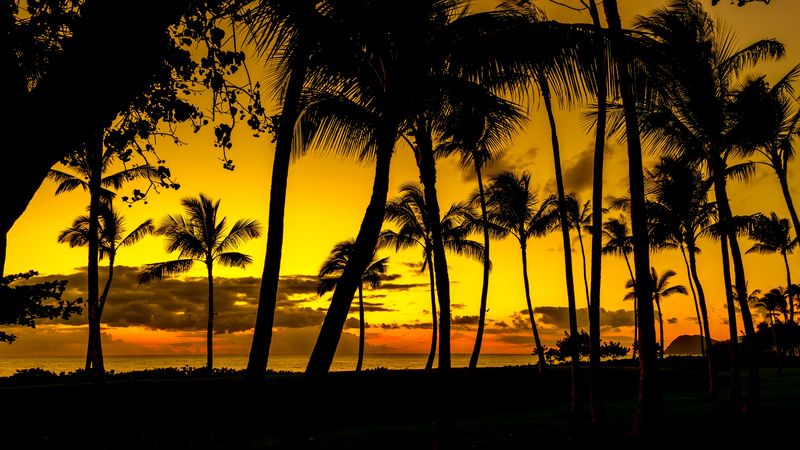 palms, sunset, tropics, shore, dark, 4k